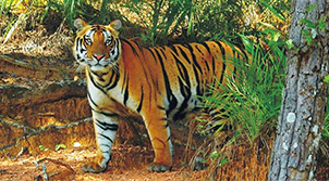 Bhubaneswar Wildlife Tour